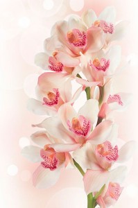 Fotooboi Cvety (128)